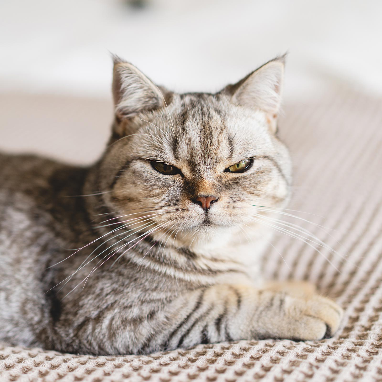 Pamuk